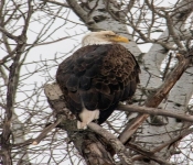 2021 01 10 NorthernMN 038